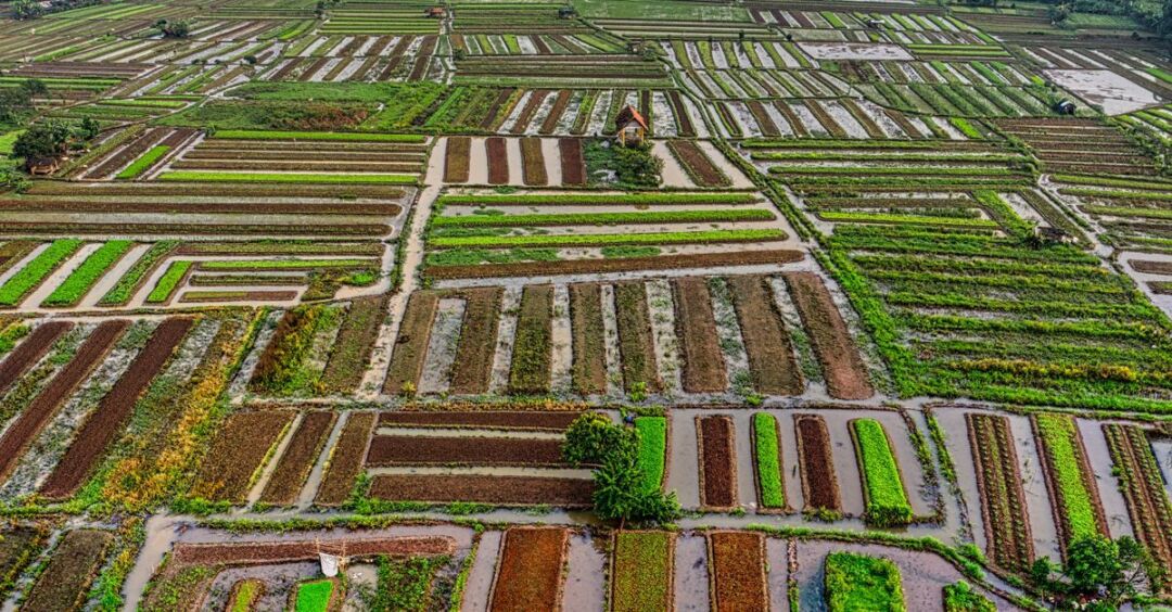 Agricultura de precisão: como a tecnologia otimiza o campo