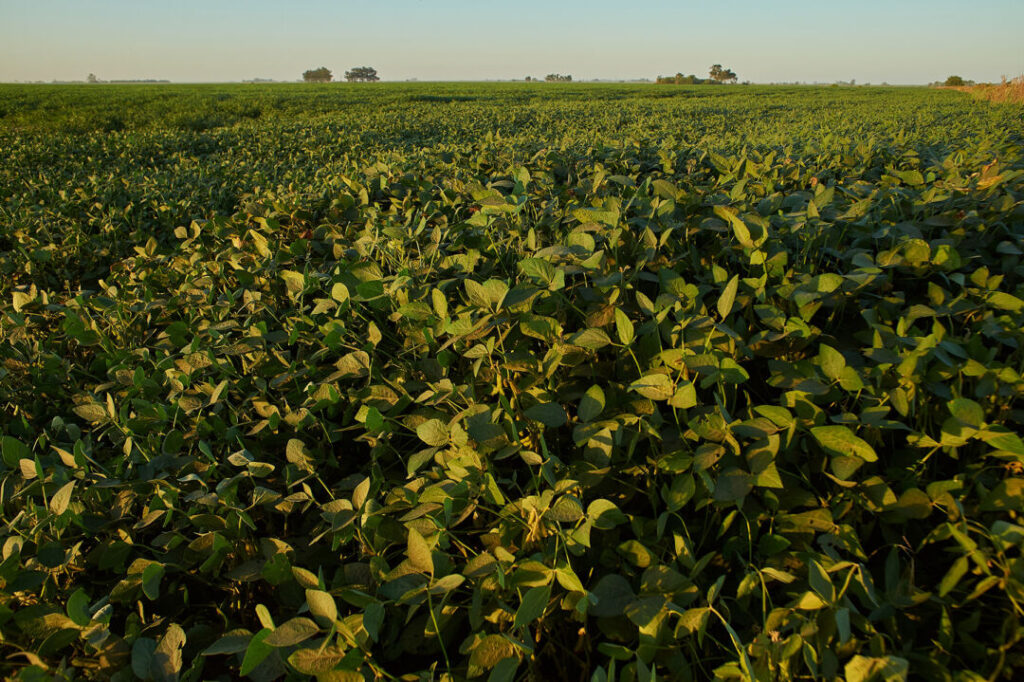 Dessecação pré-plantio ganha importância no controle de plantas daninhas na soja