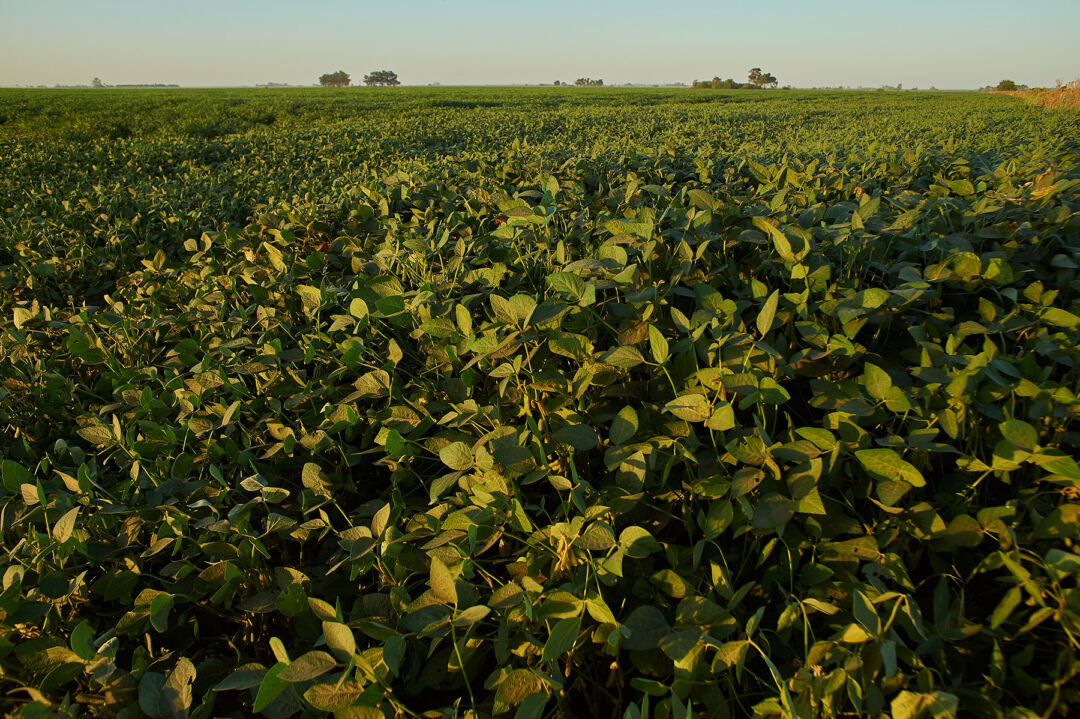 Dessecação pré-plantio ganha importância no controle de plantas daninhas na soja