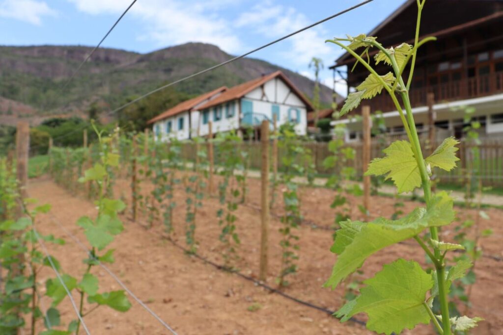 Projeto seleciona 20 produtores capixabas para testar uvas de inverno e criar rota de vinhos finos