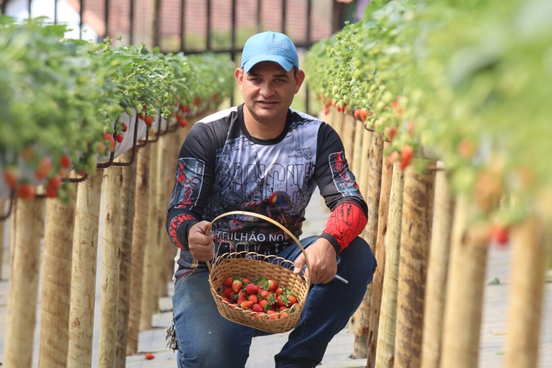 Produtores de Pedra Azul cultivam morangos que viram tortas gigantes na tradicional festa