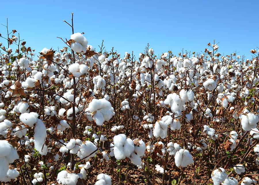 Duas novas cultivares de algodão prometem produtividade e resistência a doenças