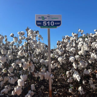 Duas novas cultivares de algodão prometem produtividade e resistência a doenças