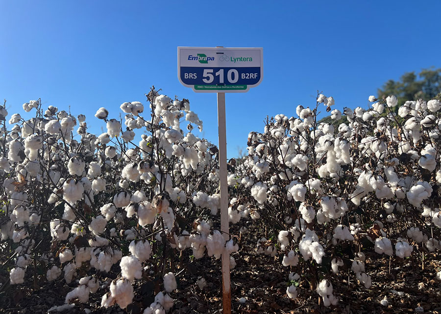 Duas novas cultivares de algodão prometem produtividade e resistência a doenças
