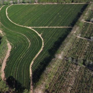 Gotejamento pode economizar 35 mil litros de água por hectare de café ao dia