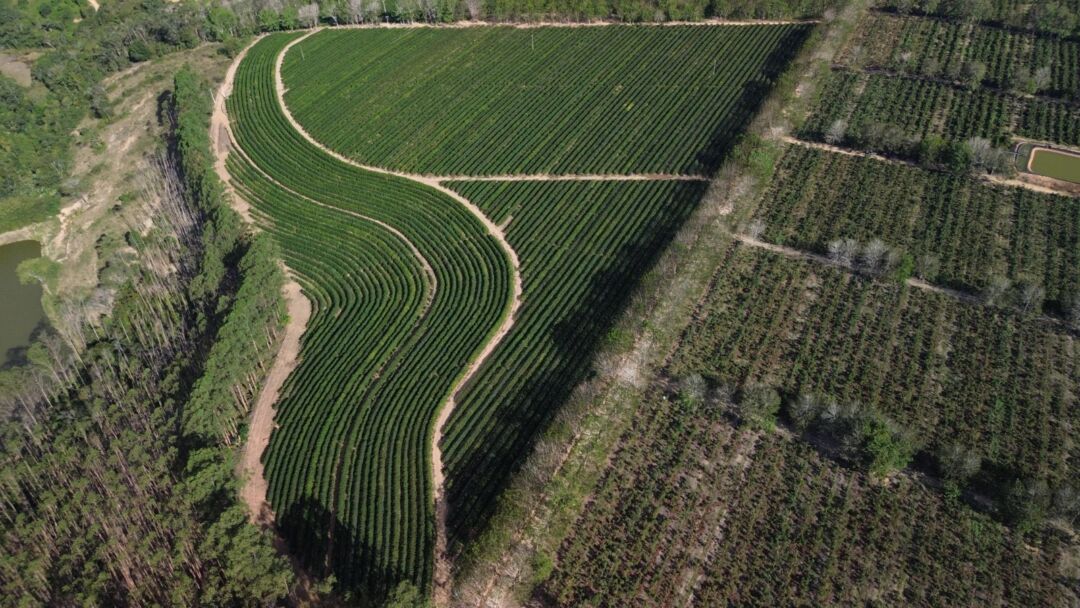 Gotejamento pode economizar 35 mil litros de água por hectare de café ao dia