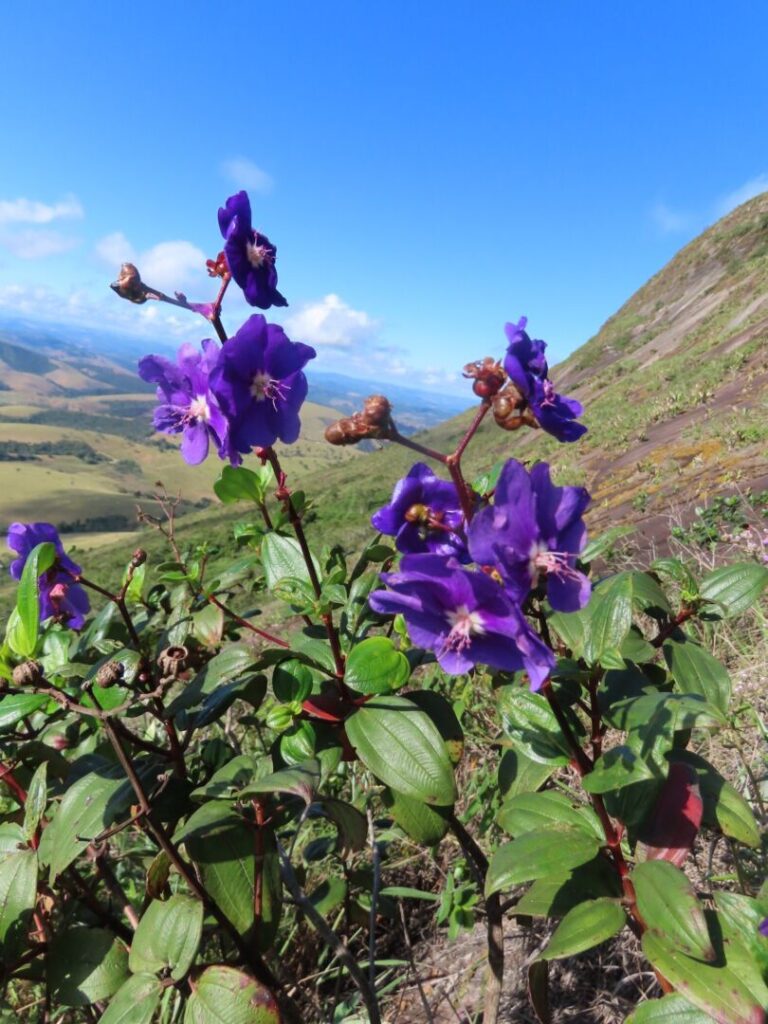 A descrição das três espécies exigiu a comparação de folhas, flores e estruturas reprodutivas com exemplares preservados em coleções botânicas e com registros científicos de plantas já conhecidas.