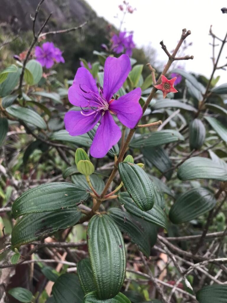 Planta encontrada apenas em Castelo corre risco de extinção, aponta pesquisa