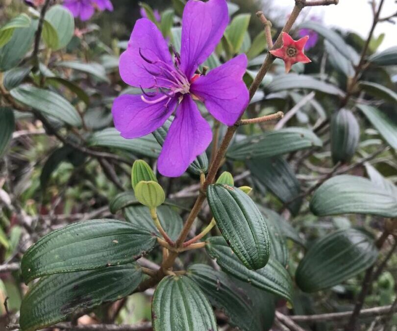 Planta encontrada apenas em Castelo corre risco de extinção, aponta pesquisa