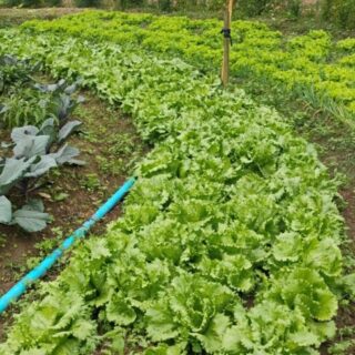 Incaper oferece curso gratuito sobre produção de hortaliças em sistemas agroecológicos