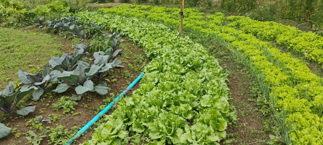 Incaper oferece curso gratuito sobre produção de hortaliças em sistemas agroecológicos
