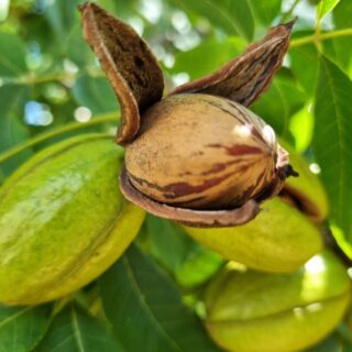 Encontro deve reunir 400 produtores de noz-pecã no Rio Grande do Sul