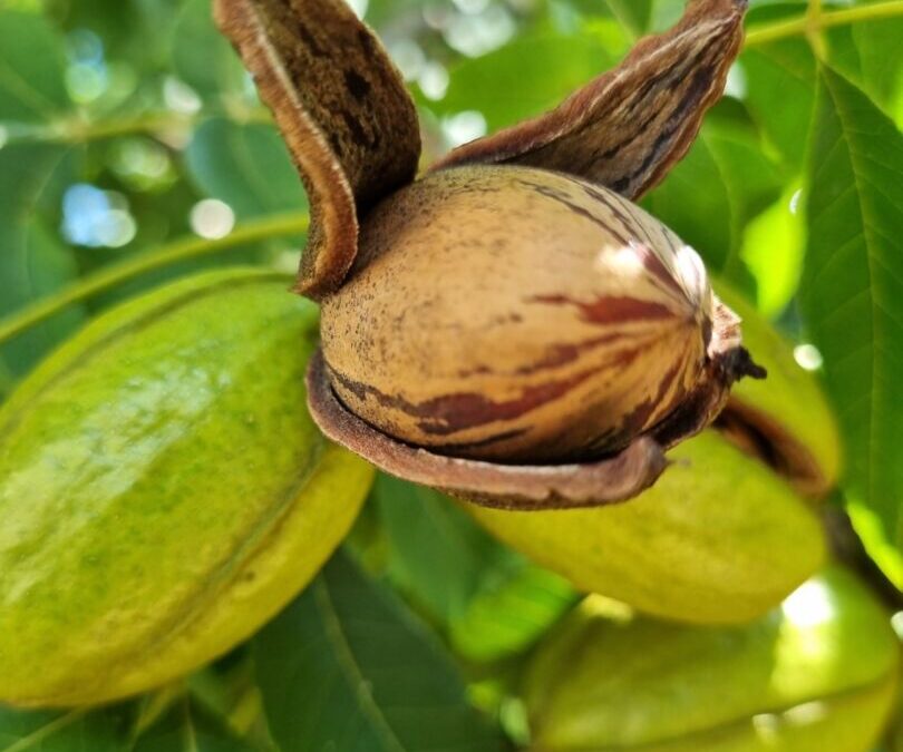 Encontro deve reunir 400 produtores de noz-pecã no Rio Grande do Sul