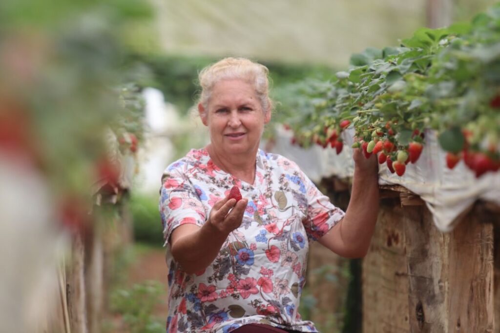 Do morango ao agroturismo, família transforma tradição rural em novas oportunidades com apoio do Sicoob