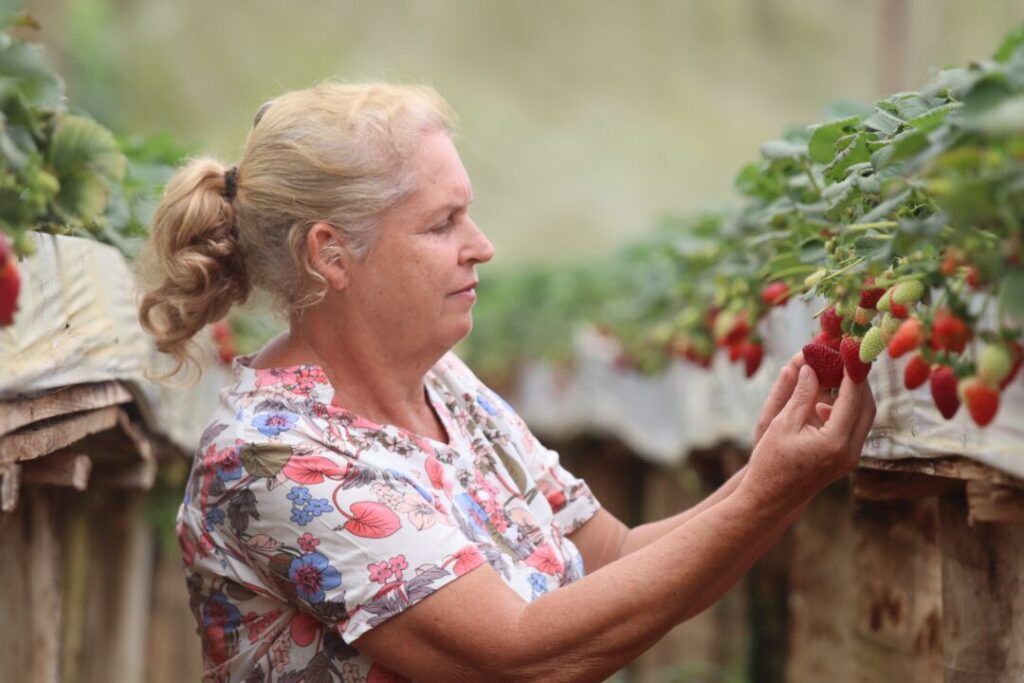 O morango é produzido em estufas para proteger o cultivo da chuva e do frio intenso