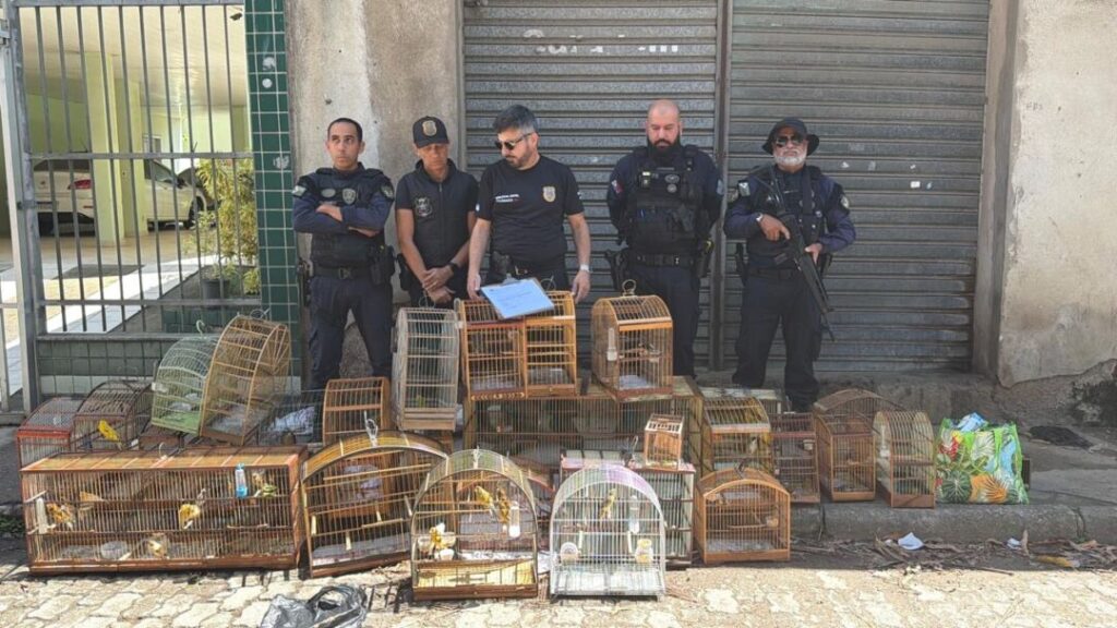 Fiscalização encontra aves em caixas de leite e apreende 15 pássaros em Vila Velha