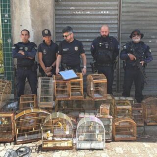 Fiscalização encontra aves em caixas de leite e apreende 15 pássaros em Vila Velha