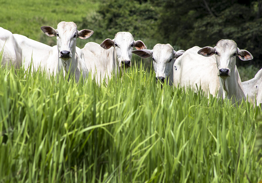 Herd of Nelore cattle grazing in a pasture