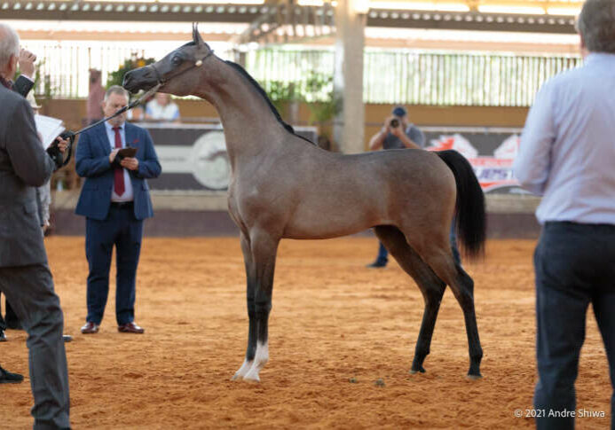 013-Polarhis_2665-Low_-Premium-Cup