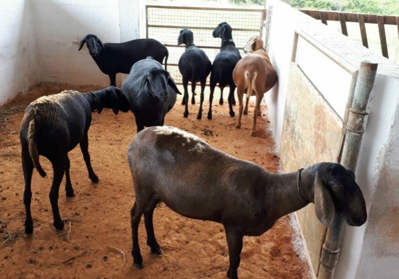 2018_Curso_Ovinocultura_197