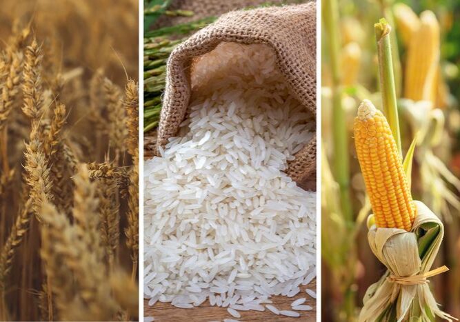 arroz, milho, trigo - Freeoik