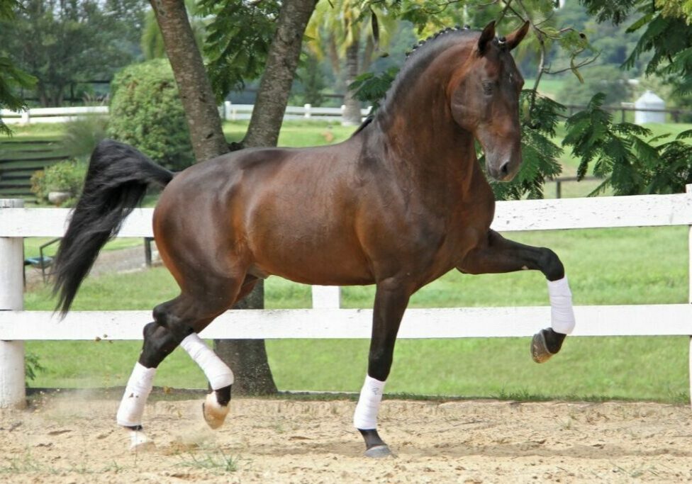 39a-Expo-Internacional-do-Cavalo-Lusitano-1