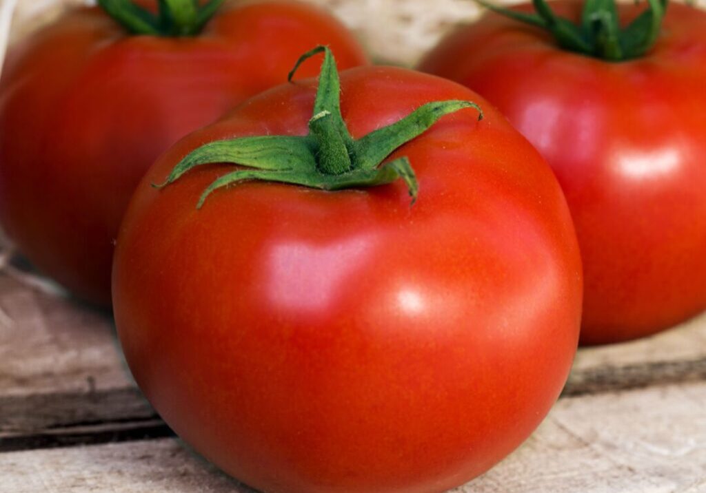 4 - -SS-Tomate-Evimeria (1)