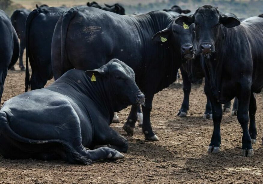 Pecuária de corte, Bovinocultura de corte, Gado confinado, Boi