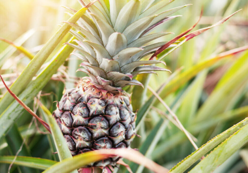 Pineapple in farm with the morning of sunshine.