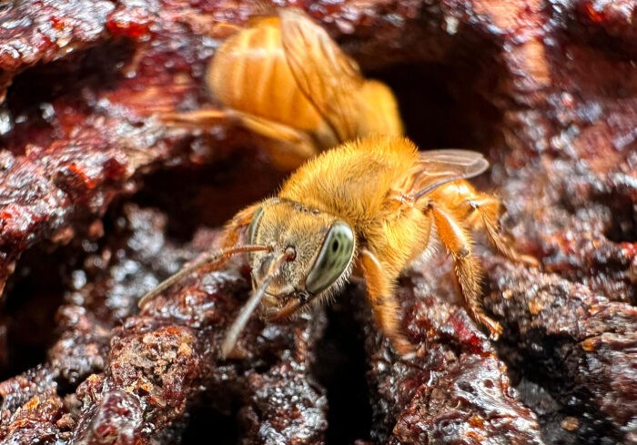 Vitória ganha Centro Municipal Meliponicultura no Parque Barão de Monjardim
