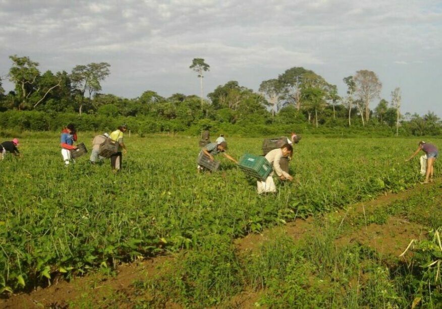 AGRICULTORES-Emanuel-Cavalcante-Divulgacao-Embrapa-Amapa