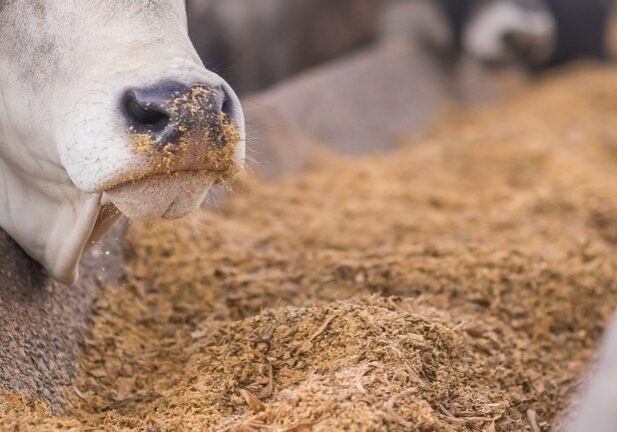 ANIMAL_COMENDO_Credito_FS