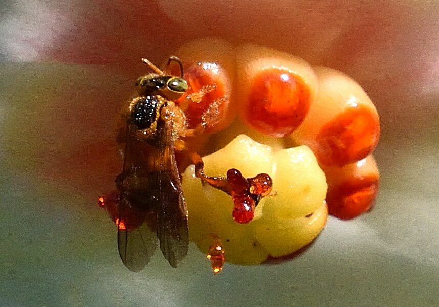 Abelha-jatai-Tetragonisca-angustula-Familia-Apidae-Hilton-Cristovao