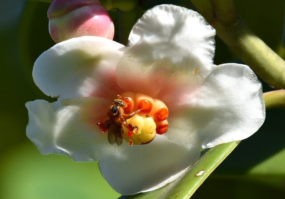 Abelha-jatai-Tetragonisca-angustula-Familia-Apidae-Hilton-Cristovao