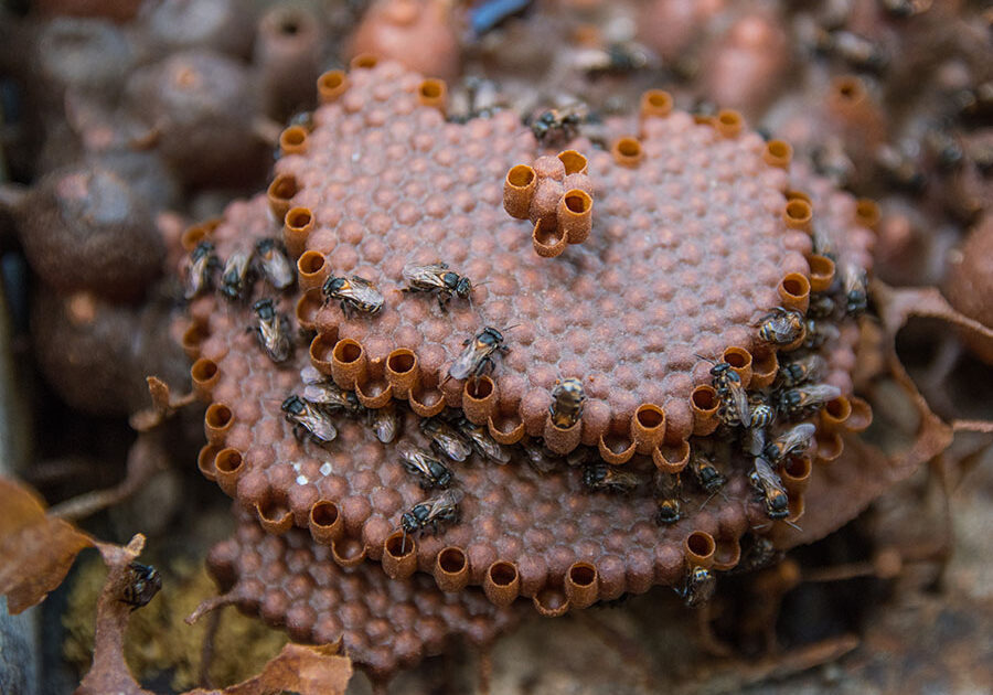 Abelha_sem_ferrao_embrapa_foto_vinicius_braga