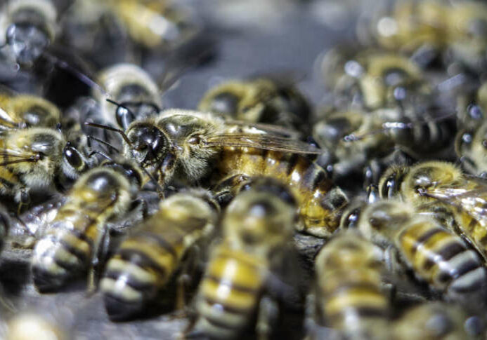 Abelhas-01