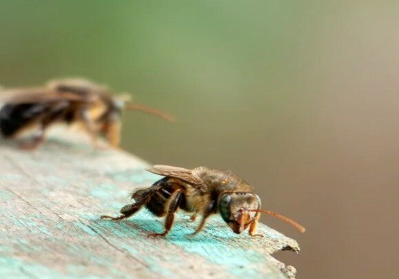 Abelhas_Foto Instituto Terra Brasilis Divulgacao