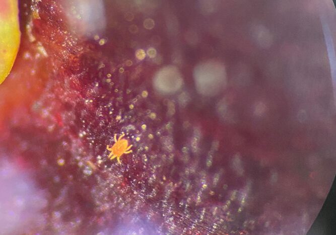 Ácaro chileno - Rodrigo Martins