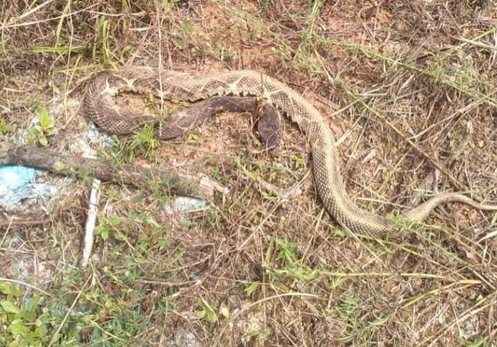 Agricultor-morre-por-picada-de-cobra-venenosa-3