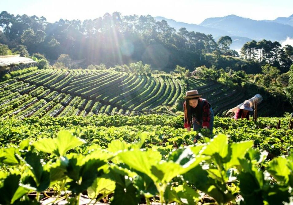 Agricultura-Familiar (1)