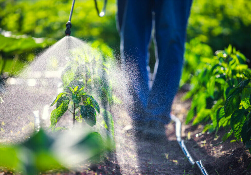 Farmer spraying vegetable green plants in the garden with herbicides, pesticides or insecticides.