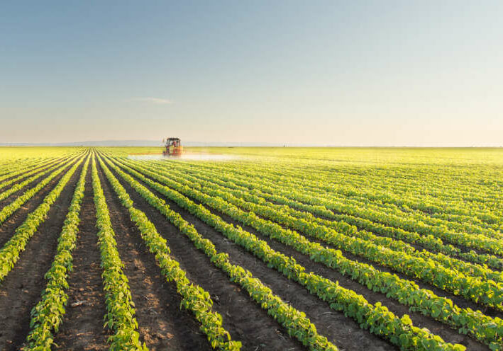 Tractor spraying soybean field at spring