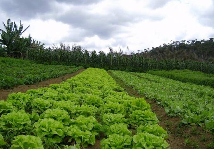 Alface-credito-Arquivo-Incaper-1-1