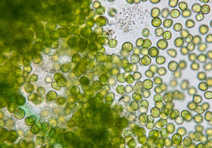 Education of chlorella under the microscope in Lab.