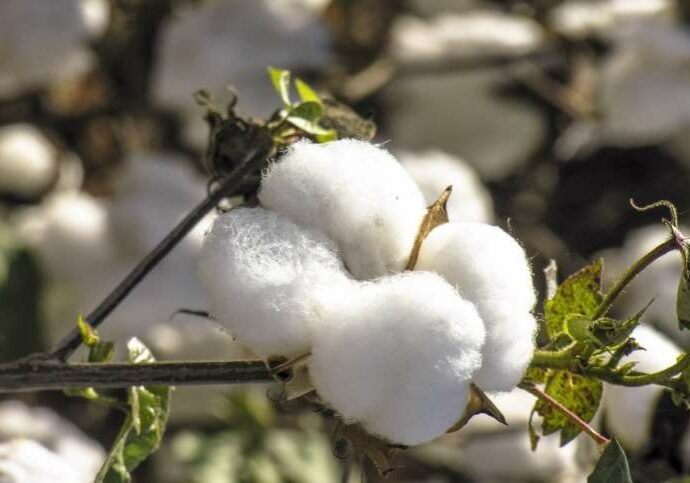 Algodao-02