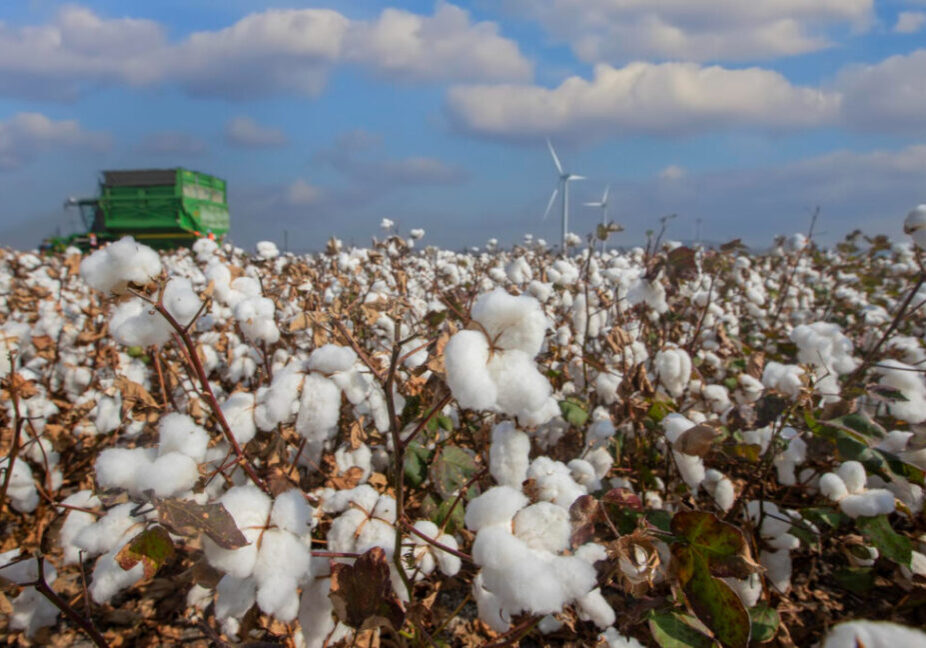 Algodão - Freepik
