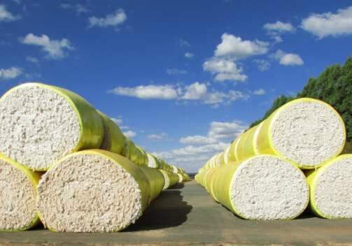 Algodao-pra-exportar