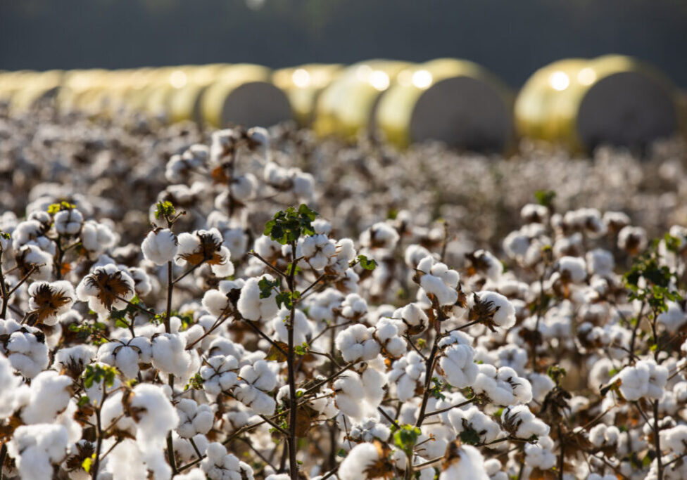 Algodão_Divulgação_BASF