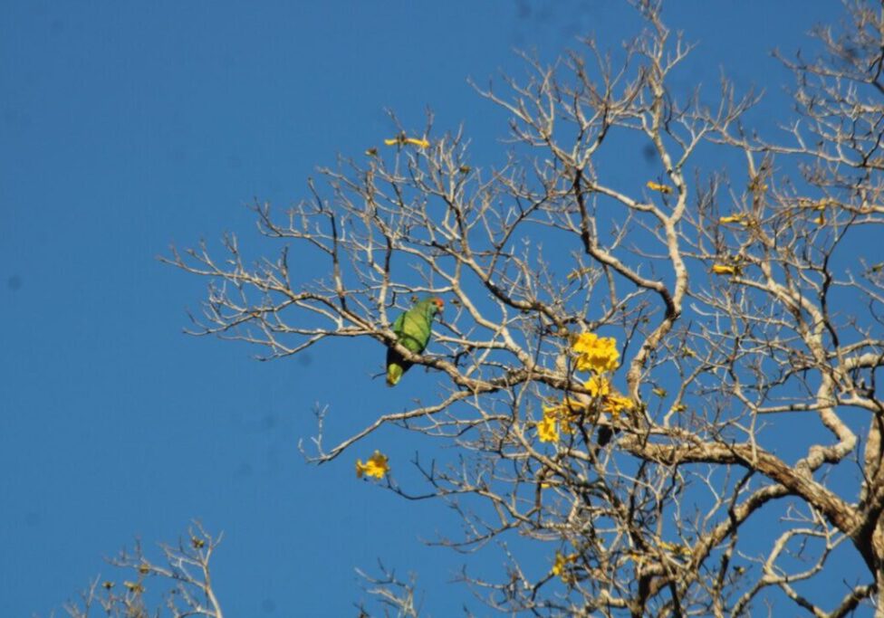 Amazona rhodocorytha na arvore Handroanthus riodocensis_Foto Ricardo Ribeiro_reduzida