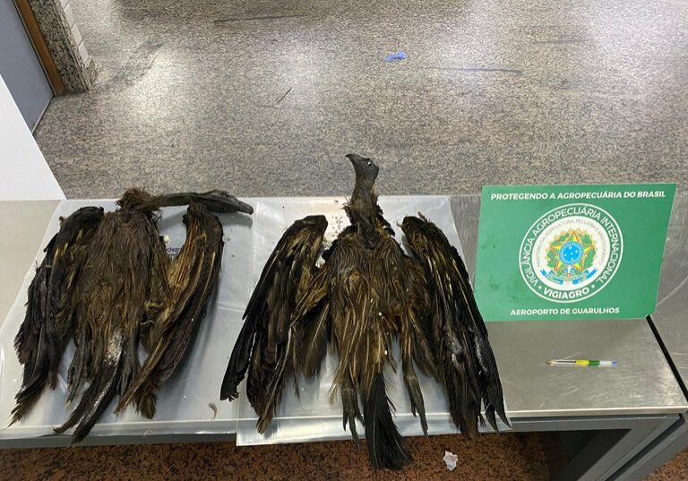 Animais apreendidos - Mapa